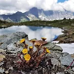 Triftblick